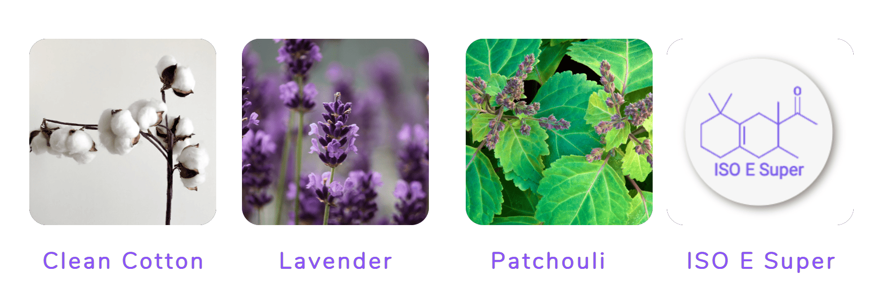 Peitho-Perfumes.ScentedCandles_ Four different types of The Essence of White - Eau de Parfum 100ml lavender plants are shown.